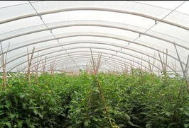 佛山市順德區(qū)晶正塑料 大棚薄膜領域的創(chuàng)新與實踐